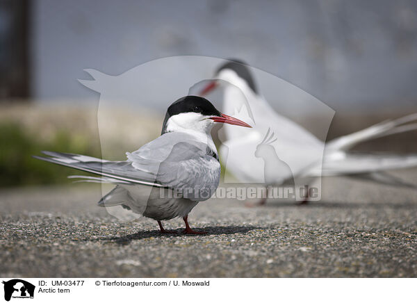 Arctic tern / UM-03477