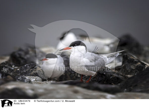 Arctic tern / UM-03479
