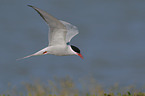 Arctic tern