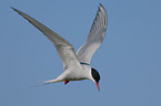 Arctic tern