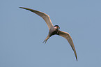 Arctic tern