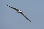 Arctic tern