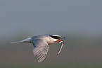 Arctic tern