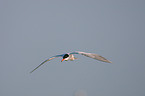 Arctic tern