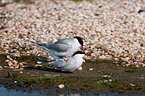 Arctic tern