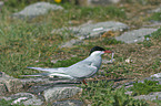 Arctic tern