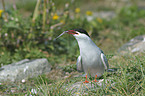 Arctic tern