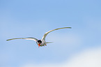 Arctic tern