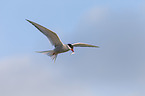 Arctic tern