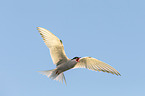 Arctic tern