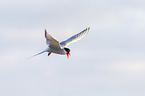 Arctic tern