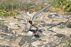 Arctic terns