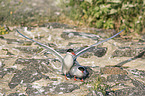 Arctic terns