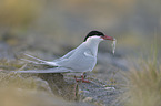 Arctic tern