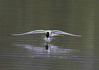 Arctic tern