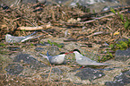 Arctic terns