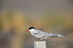 Arctic tern