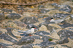 Arctic terns