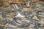 Arctic tern