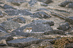 Arctic terns