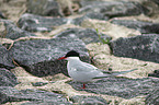 Arctic tern