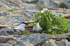 Arctic terns