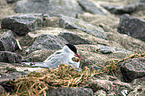 Arctic terns