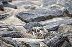 Arctic terns