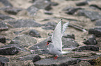 Arctic tern