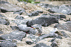 Arctic terns