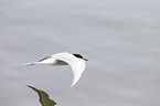 Arctic tern