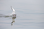 Arctic tern