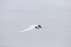 Arctic tern