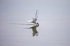 Arctic tern