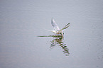 Arctic tern