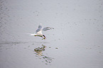 Arctic tern