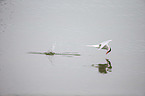 Arctic tern