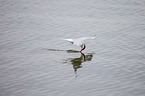 Arctic tern