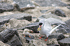 Arctic terns