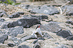 Arctic terns