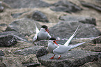 Arctic terns