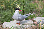 Arctic tern