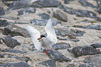 Arctic tern