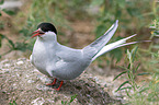 Arctic tern