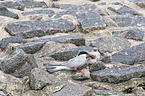 Arctic terns