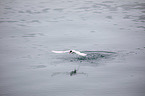 flying Arctic tern