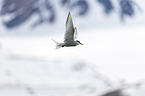 flying Arctic tern