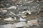 Arctic tern