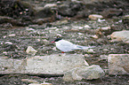 Arctic tern