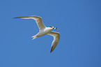 flying Arctic Tern